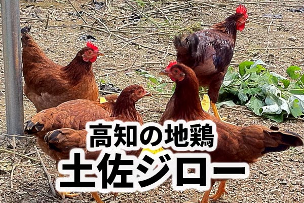 高知の地鶏 土佐ジロー